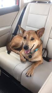 Shiba Inu Mixed With German Shepherd 2025 | www.infratrol.com