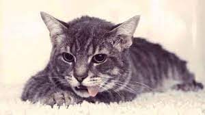 How To Tell If You Have A Lethargic Cat Petcarerx