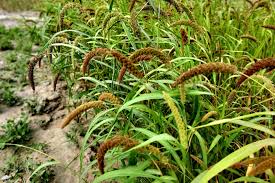 Image result for Setaria italica