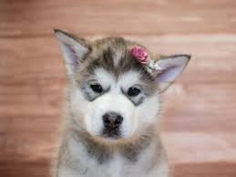 Puppyfind is the fastest and easiest way to find a alaskan malamute, and not to mention the most trusted. Alaskan Malamute Puppies Pet City Pet Shops