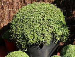 Comment entretenir un thym en pot ? Thym Planter Et Tailler Ooreka