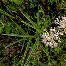 Image result for Asclepias longissima