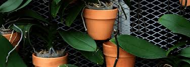 Check spelling or type a new query. Best Orchid Pots Planters Tips Reviews Urban Turnip