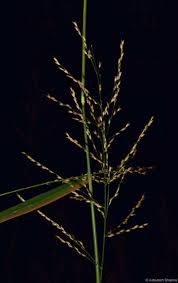 Image result for Arundinella