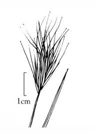 Image result for Leptochloa coerulescens
