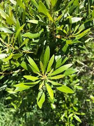 Image result for Myrica pilulifera
