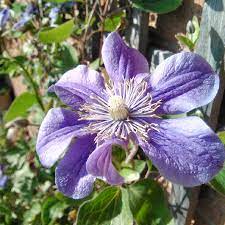 While only 3.5 inches across, their ever Clematis Arabella Integrifolia Group Clematis Arabella In Gardentags Plant Encyclopedia