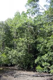 Image result for Sonneratia