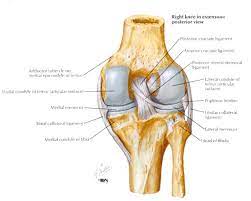 Check spelling or type a new query. Pcl Injury Knee Sports Orthobullets