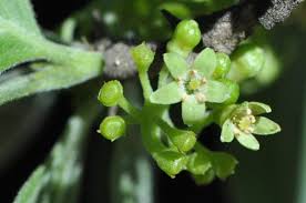 Image result for Afrocanthium ngonii