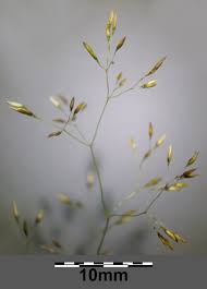 Image result for Agrostis continuata