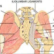 Current methods of palpating for psis asymmetry do not result in levels of interexaminer reliability supporting clinical utility. Pdf The Reliability Of Palpating The Posterior Superior Iliac Spine A Systematic Review