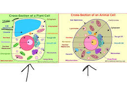 We did not find results for: Plant Cell And Animal Cell Showme