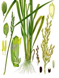 Mature plants grow 1 to 3 feet tall. Is Rice A Plant Herb Or Shrub Quora