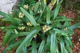 Image result for Polystachya melanantha