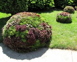 Sempervivum And Sedum Ball Succulents Planting Succulents Succulent Gardening