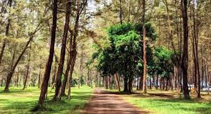We did not find results for: Pantai Lamaru Htm Rute Foto Ulasan Pengunjung