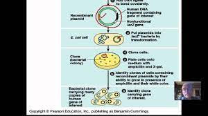 We did not find results for: Plasmid Transformation Youtube
