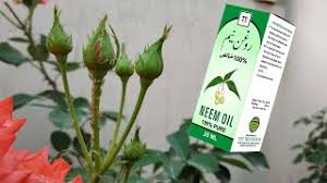 Rose Care Episode 3 Pesticide How To Remove Pest Attack On Rose Plant With Neem Oil Youtube