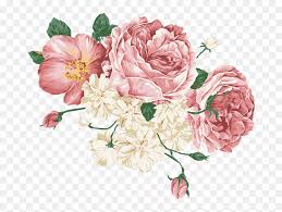 Double pink peonies, which i sketched and photographed from peony garden in hamilton. Peonies Vector Png Download Transparent Pink Flower Drawing Png Download Vhv