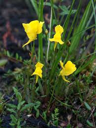 Image result for Utricularia scandens