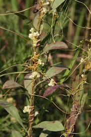 Image result for Cuscuta cassytoides