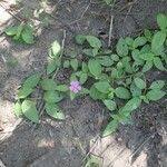 Image result for Melastomastrum