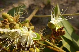 Image result for Isoberlinia tomentosa