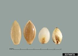 Image result for Urochloa umbellata