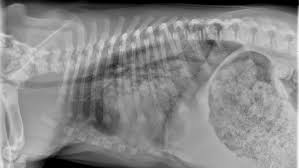 Central lung cancer exophytic (endobronchial) endophytic (exobronchial) branched cancer. Common Pulmonary Diseases In Dogs Clinician S Brief