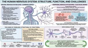 Image result for Autonomic Nervous System