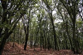 Dirección general del organismo público descentralizado bosque la primavera (área de protección de flora y fauna). Bosque De La Primavera Y Parques Reabriran Puertas El 29 De Junio