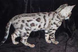 How To Take Care Of A Bengal Cat Bengal Cat Asian Leopard Cat Cats