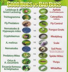 Quick Reference Bugs Mites And Ph Levels