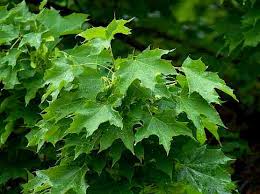 Image result for Dissotis peregrina