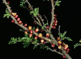 Image result for Pilostyles