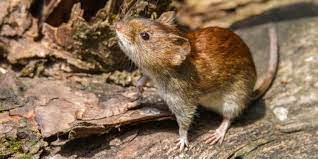 Members of this genus may be called orthohantaviruses or simply hantaviruses. Rki Warnt Gefahrliches Hantavirus Breitet Sich Immer Massiver Aus So Schutzt Man Sich Am Besten Heilpraxis