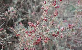 Image result for Rhagodia