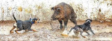 See more of hog hunting with dogs on facebook. Hunting Wild Boar With Dogs Home Facebook