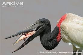 Jabiru Stork Photo Jabiru Mycteria G80292 Arkive Weird Animals Animals Birds
