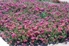 Varieties include hungarian red, apache red, iowa red, tennessee red, and many of the hadley reds. West Texas Landscaping Made Easy Candy S Dirt