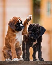 This feeding routine should be followed from 8 weeks to 6 months old. 50 Lovely Puppy Pictures Cuded Boxer Puppies Puppies Cute Animals