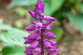 Image result for Lamiaceae