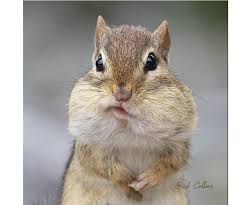 Sandy Cheeks | Chipmunks Tunes Babies & All-Stars'S Adventures Series Wiki  | Fandom