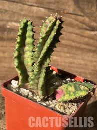 Image result for Huernia zebrina
