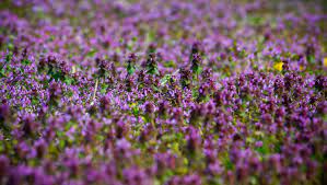 Check spelling or type a new query. Those Purple Flowers In The Corn Fields Signal A Tough Decision For Farmers
