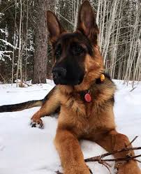 2019 Most Popular Dog Breeds In The Us For 2018 In 2020 Top Dog Breeds Most Popular Dog Breeds Dog Breeds
