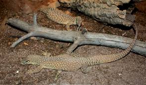 Spiny Tailed Monitor Wikiwand We will look a bit into the best ways to handle and interact with your ackie at home and. wikiwand