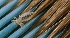 Come disinfettare spazzole e pettini dai pidocchi