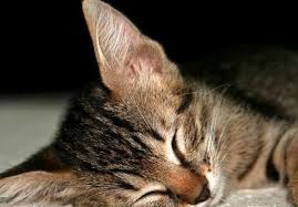 These 16 hours of sleep are usually broken up into cat naps throughout the day. How Many Hours A Day Do Cats Sleep Pets Care
